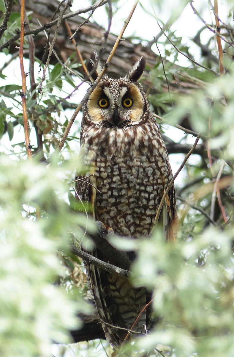 Long-eared Owl - ML158947651
