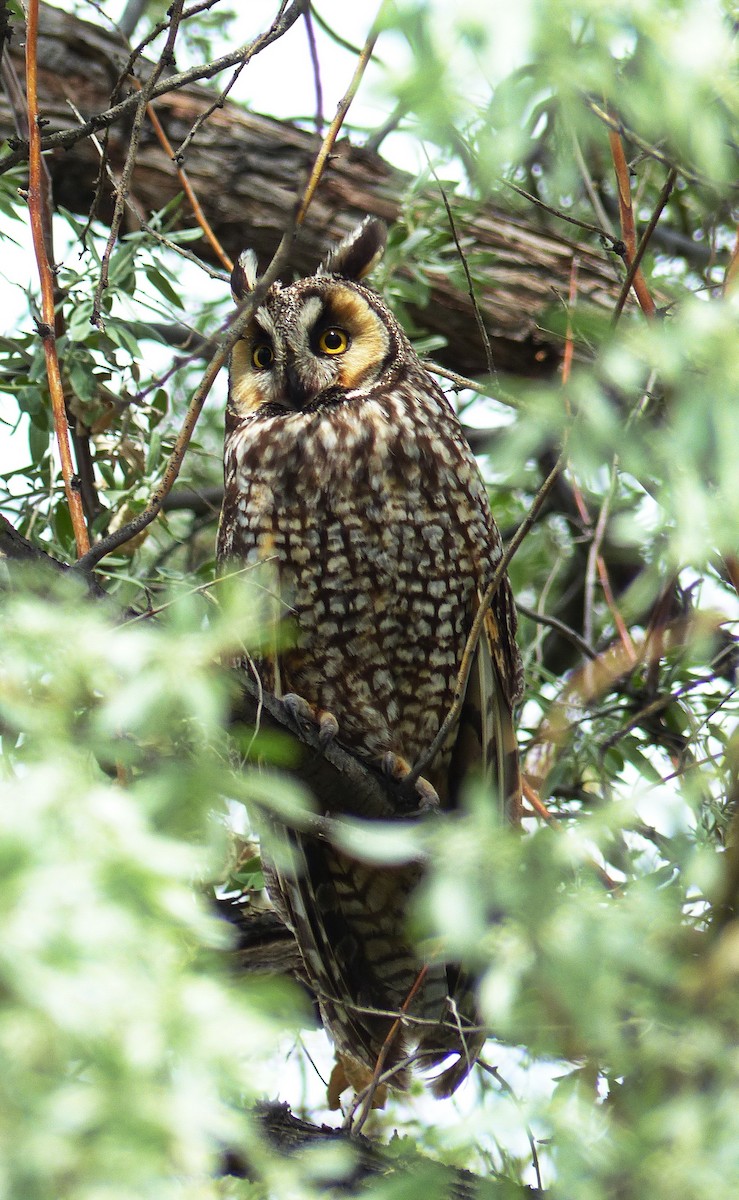 Long-eared Owl - ML158947661