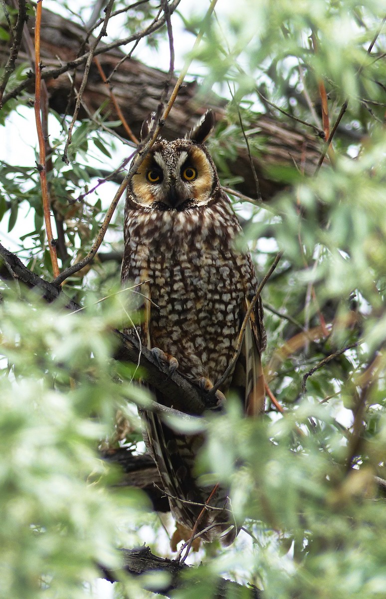 Long-eared Owl - Susan Entsminger