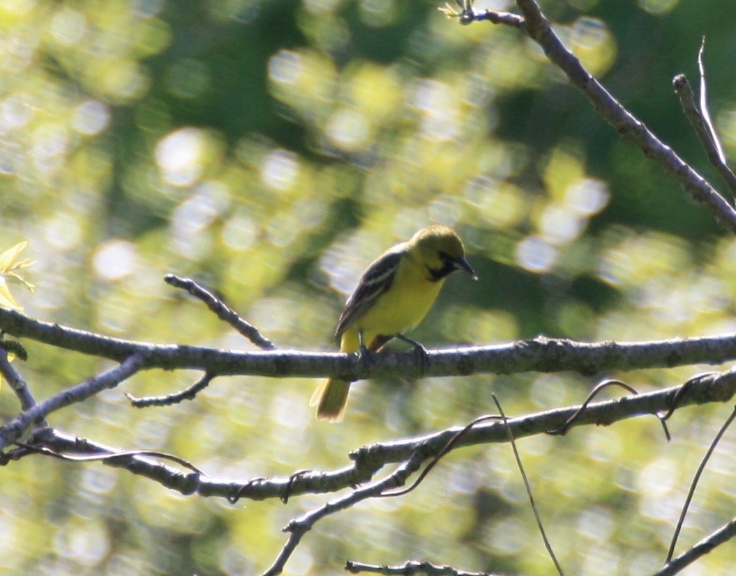 Orchard Oriole - ML158948801