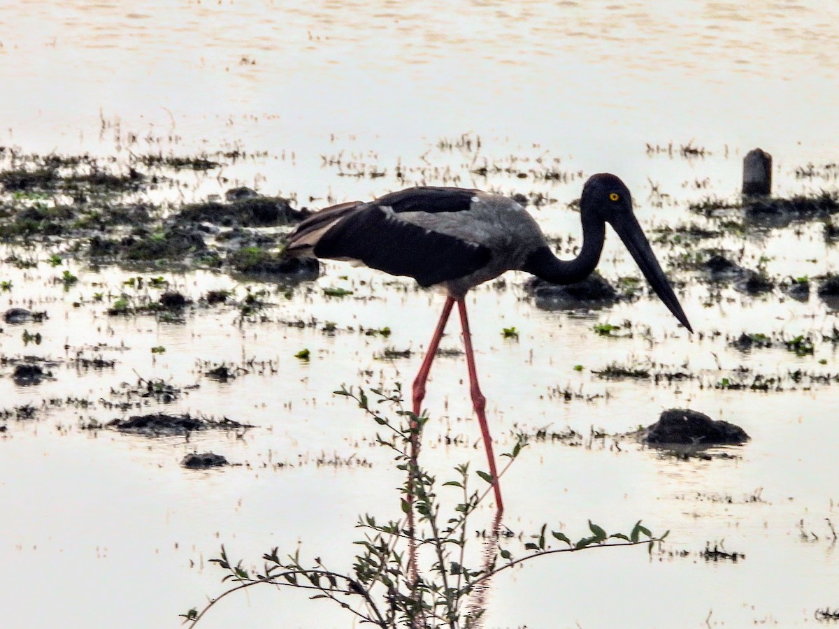 Black-necked Stork - Warren Regelmann