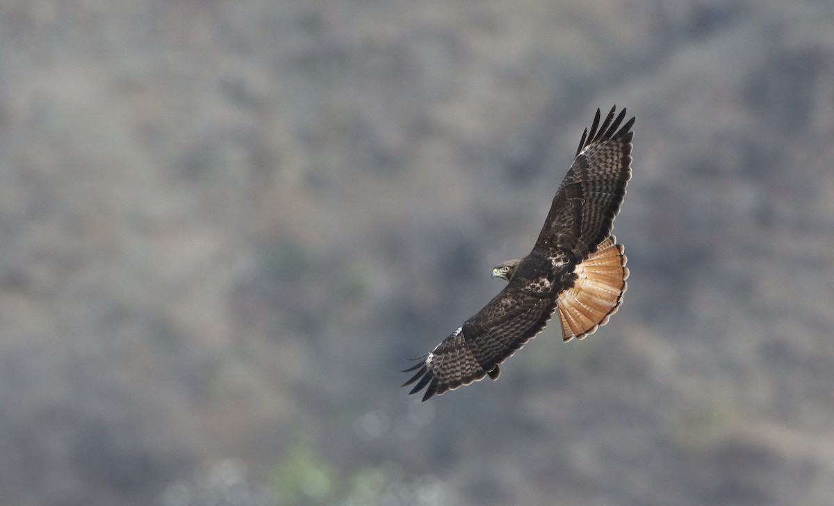 Red-tailed Hawk - Luke Seitz