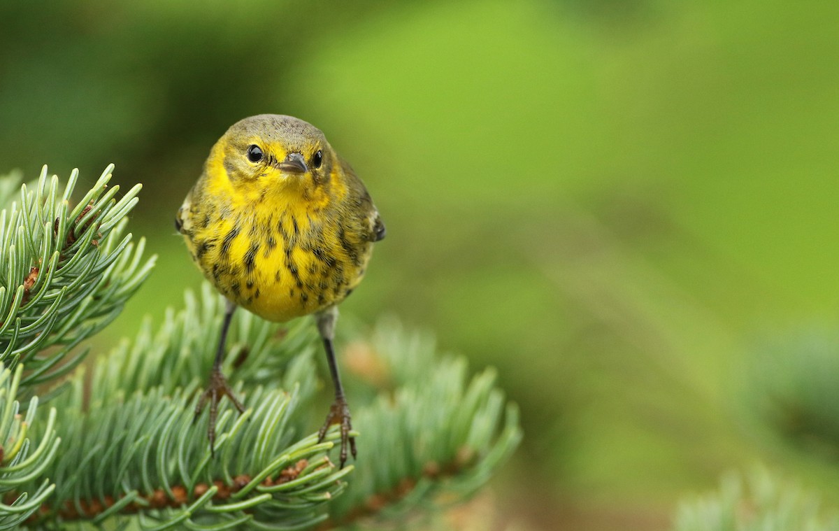 Cape May Warbler - ML158955461