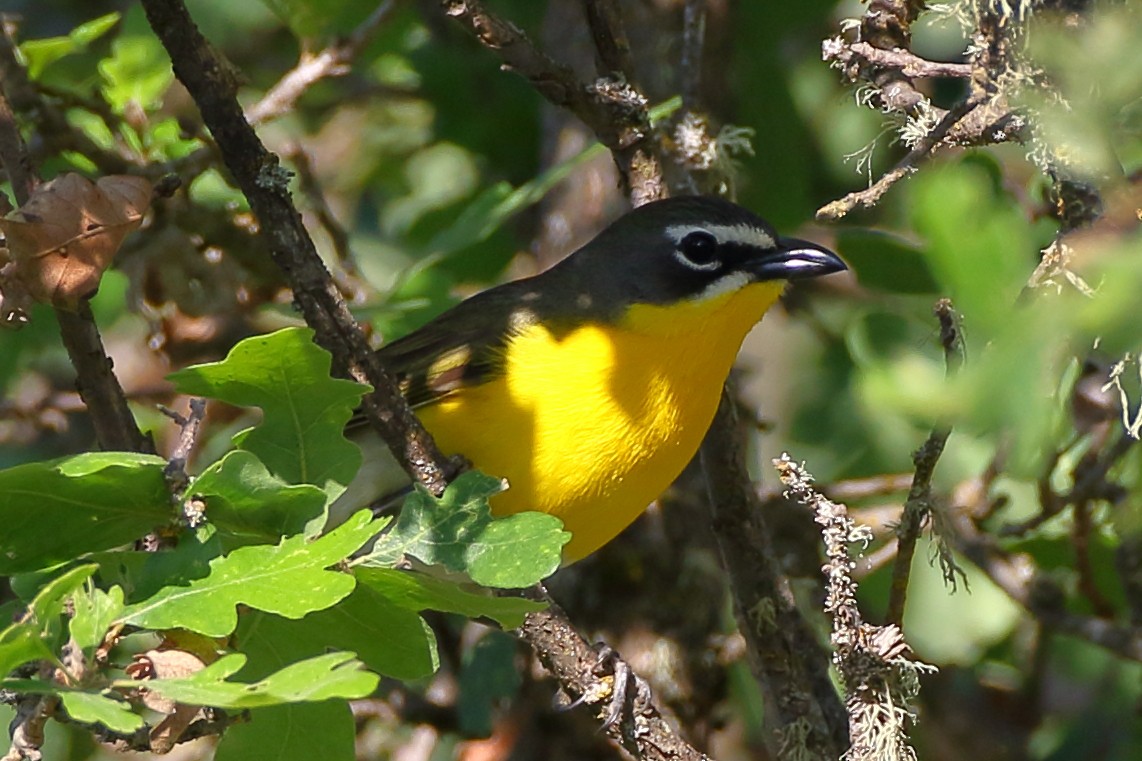 Yellow-breasted Chat - ML158958231