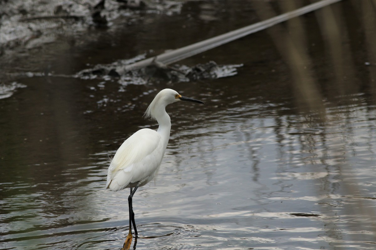 Snowy Egret - Peter Kwiatek