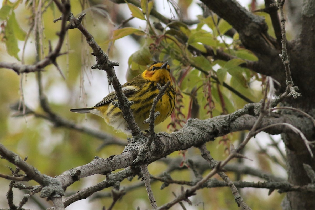 Cape May Warbler - ML158959231