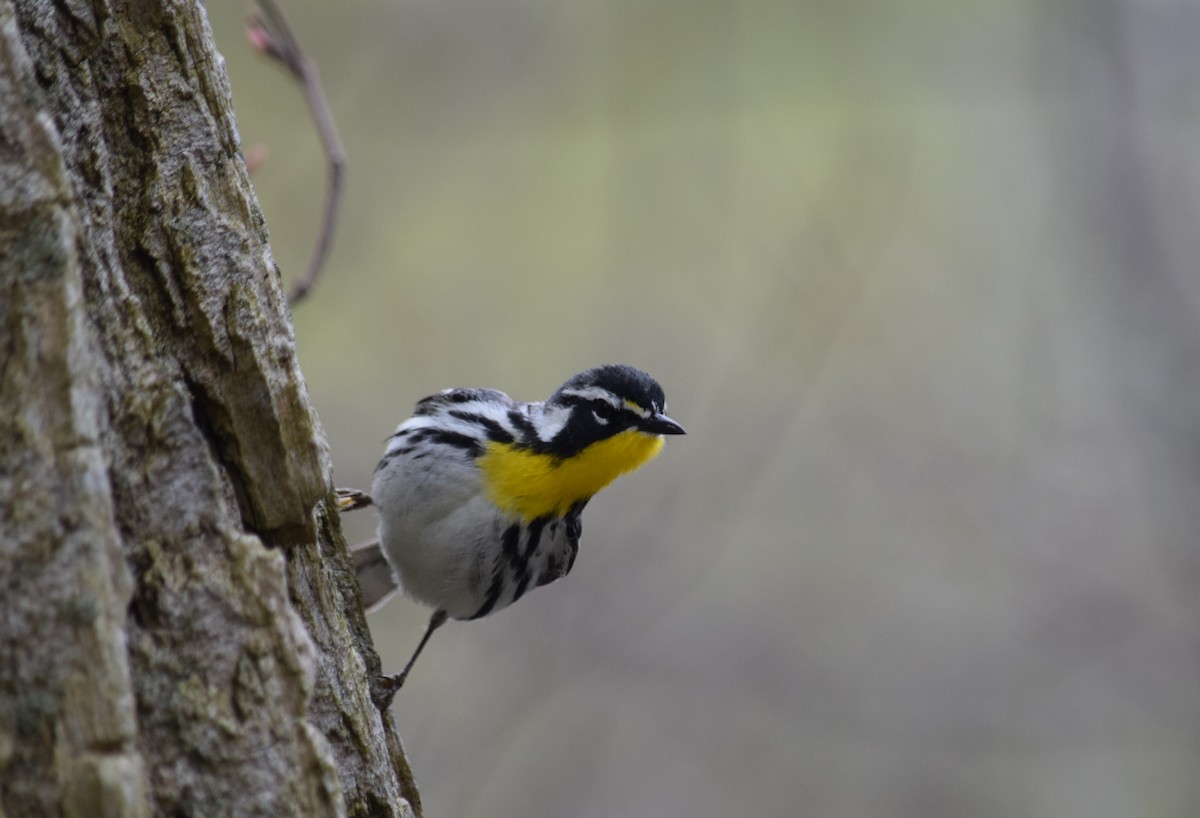 Yellow-throated Warbler - Dominique Blanc