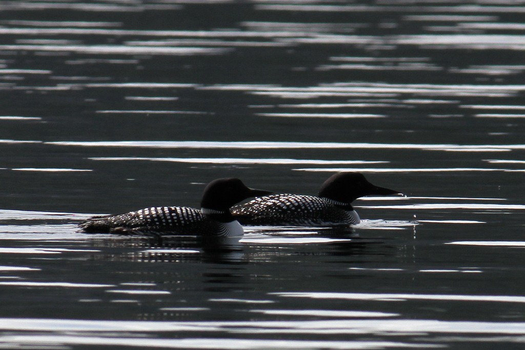 Common Loon - Brent Leyerle