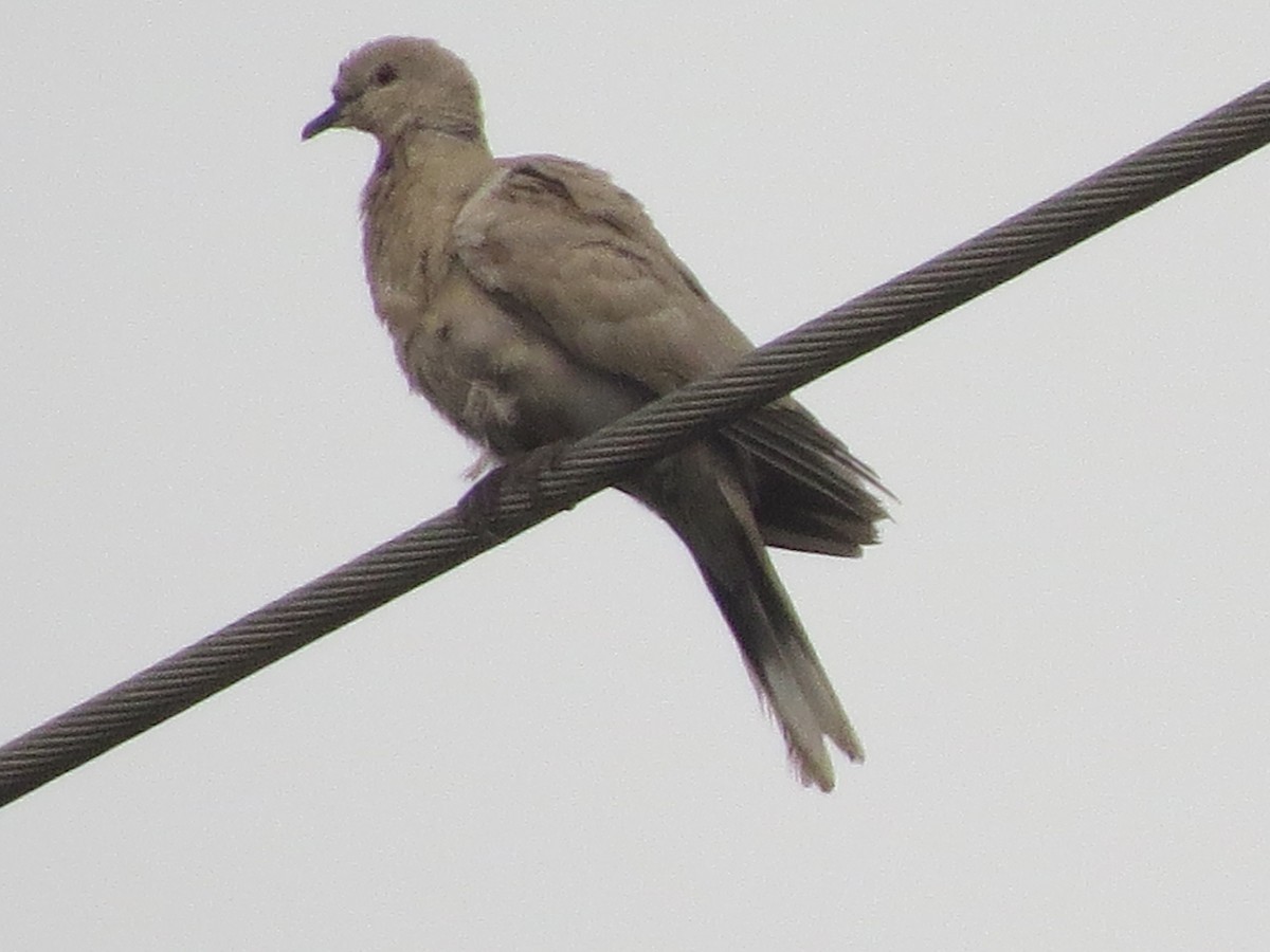 Eurasian Collared-Dove - ML158962631