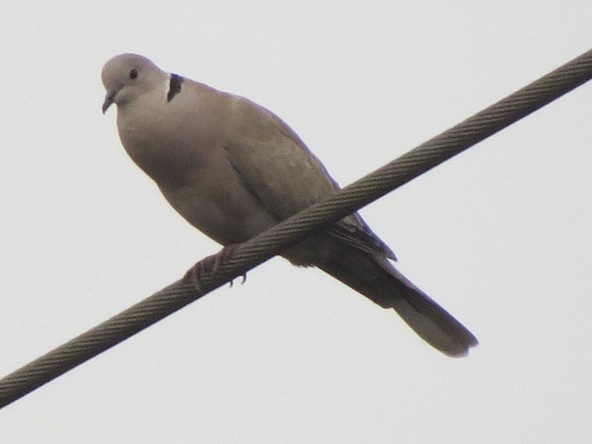 Eurasian Collared-Dove - Francisco Emilio Roldan Velasco Tuxtla Birding Club - Chiapas