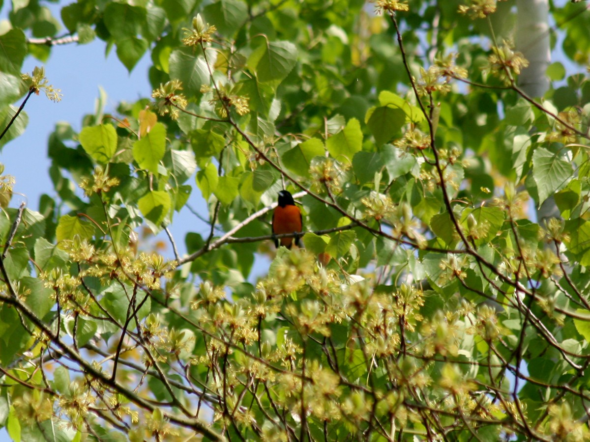 Baltimore Oriole - Sherry Plessner