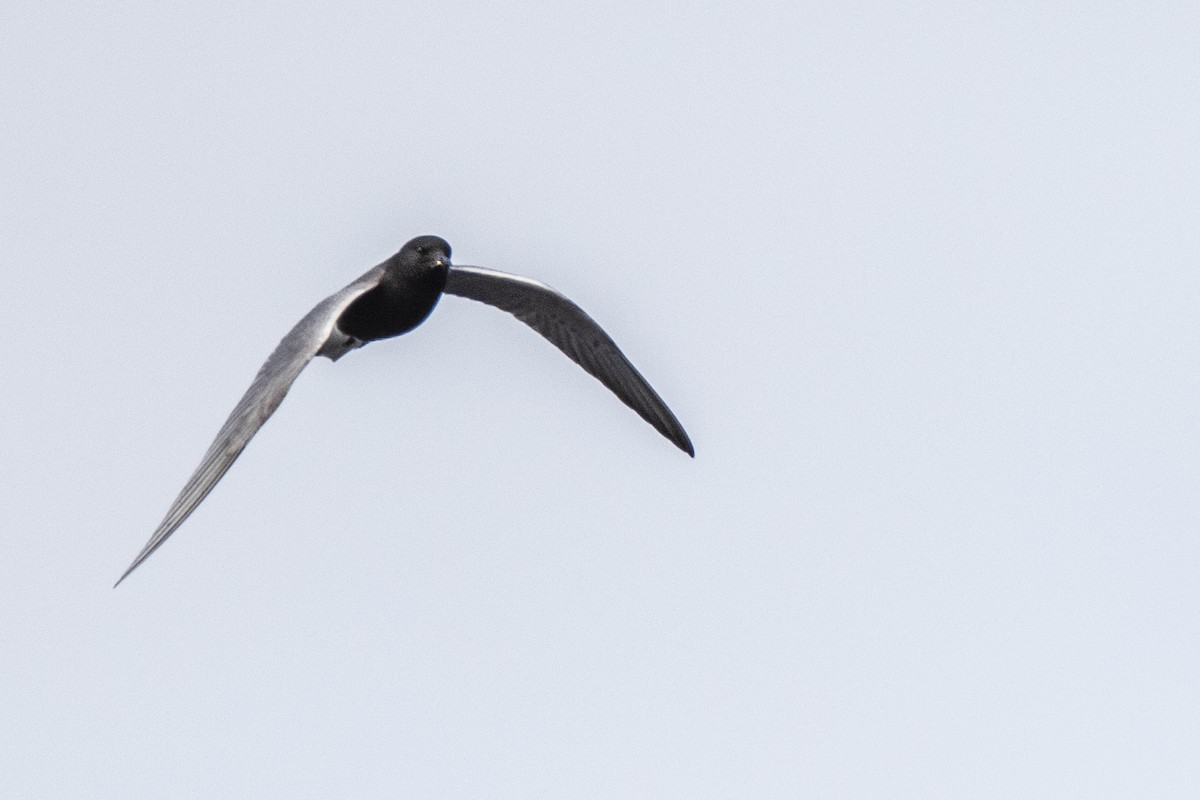 Black Tern - Matt Filosa