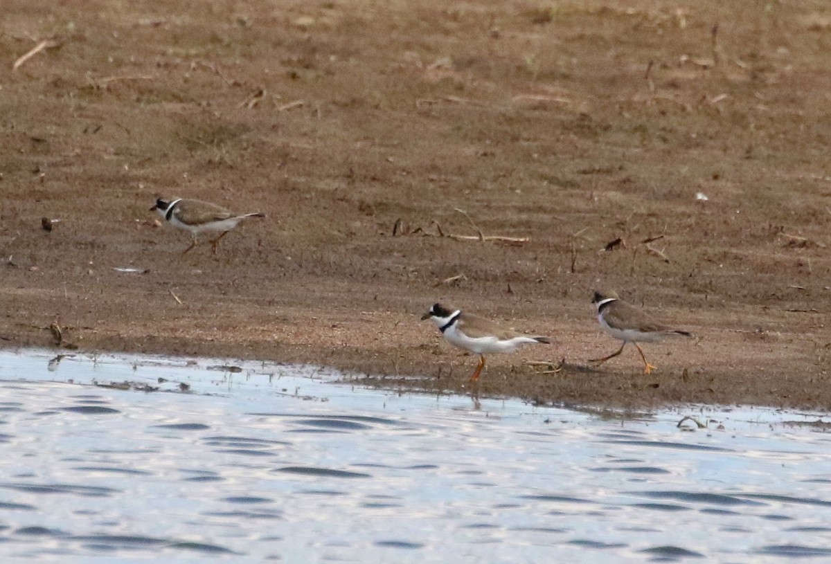 Semipalmated Plover - ML158963211