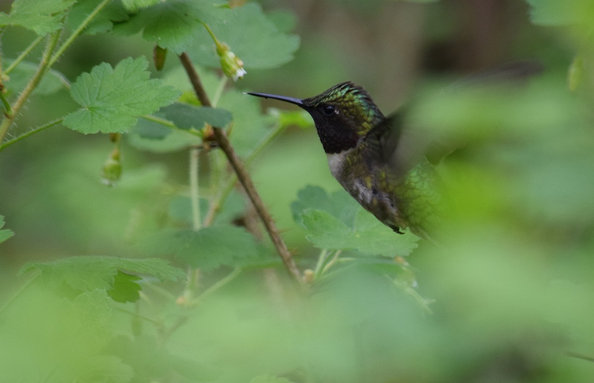 Ruby-throated Hummingbird - Dominique Blanc