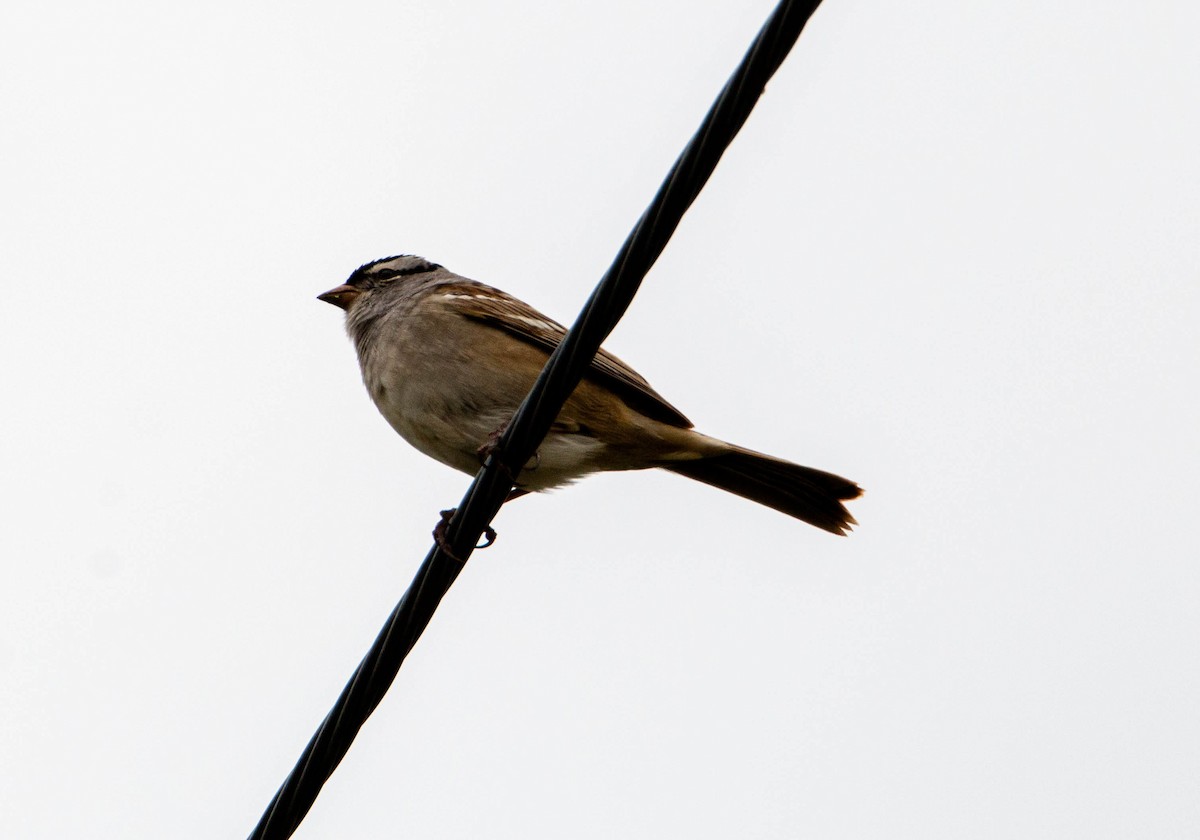 White-crowned Sparrow - ML158965351