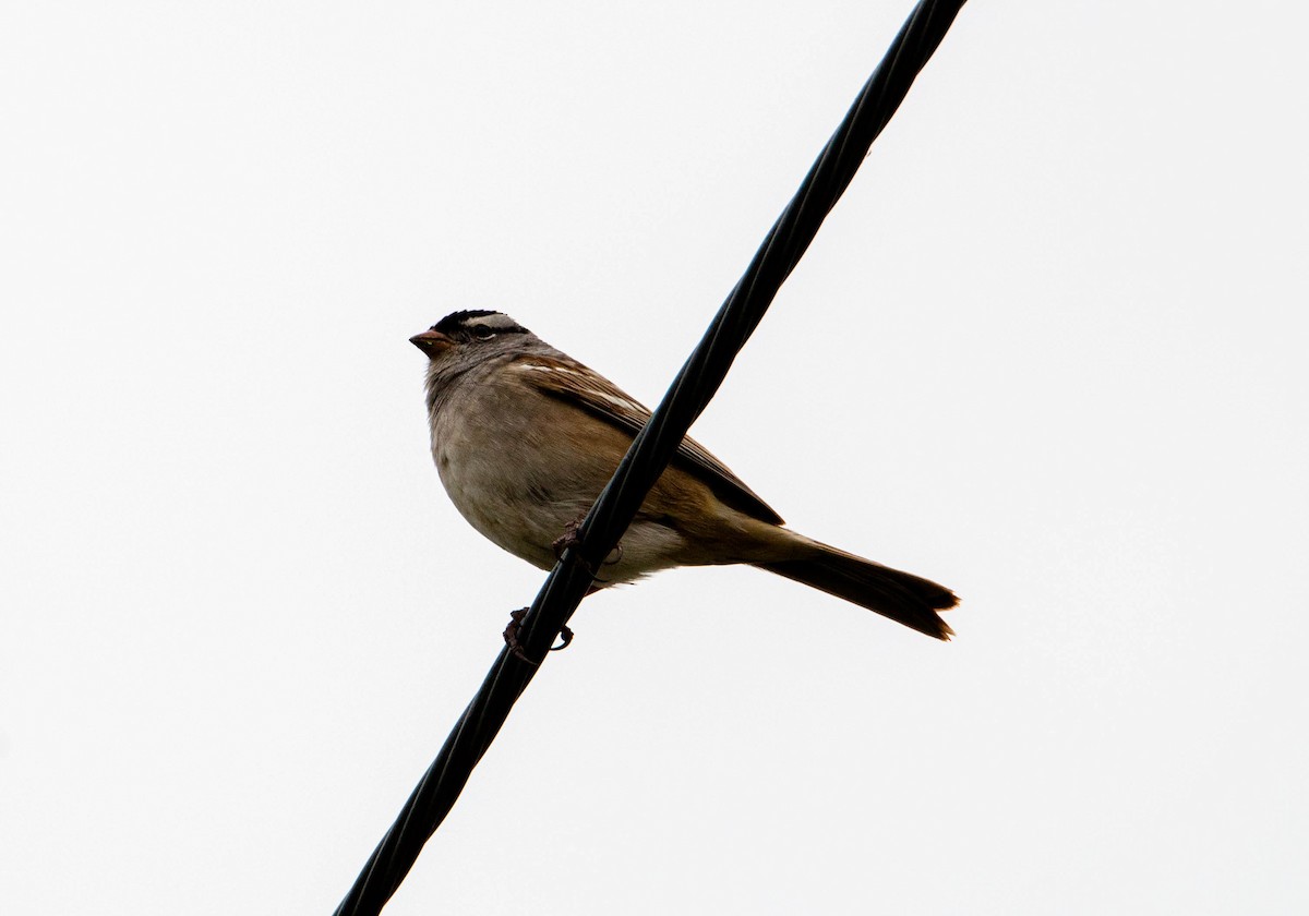White-crowned Sparrow - ML158965371