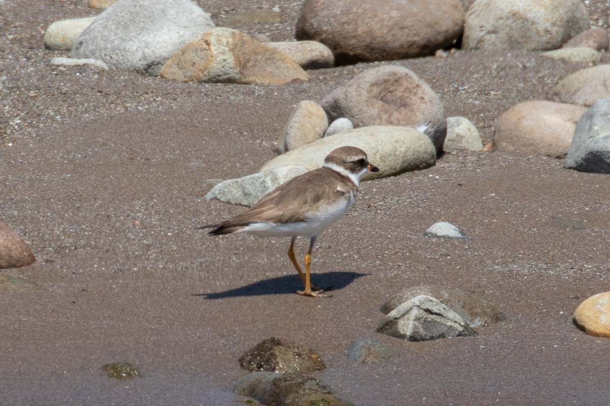 Semipalmated Plover - ML158967551