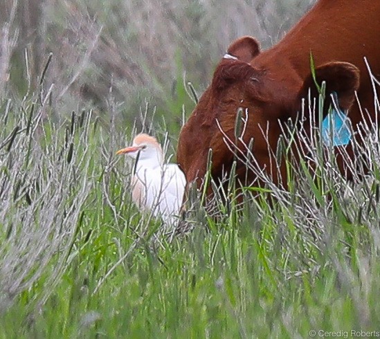 Western Cattle Egret - Ceredig  Roberts
