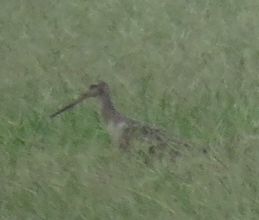 Marbled Godwit - Mary Beth Stowe