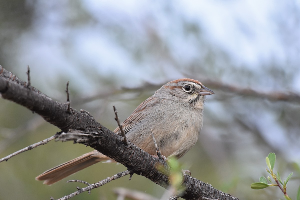 Rufous-crowned Sparrow - Jack Parlapiano