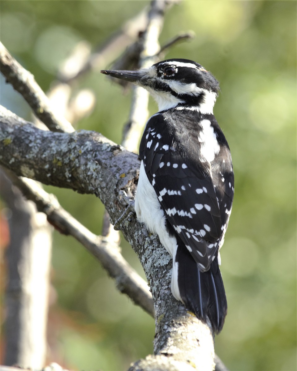 Hairy Woodpecker (Eastern) - ML158976681