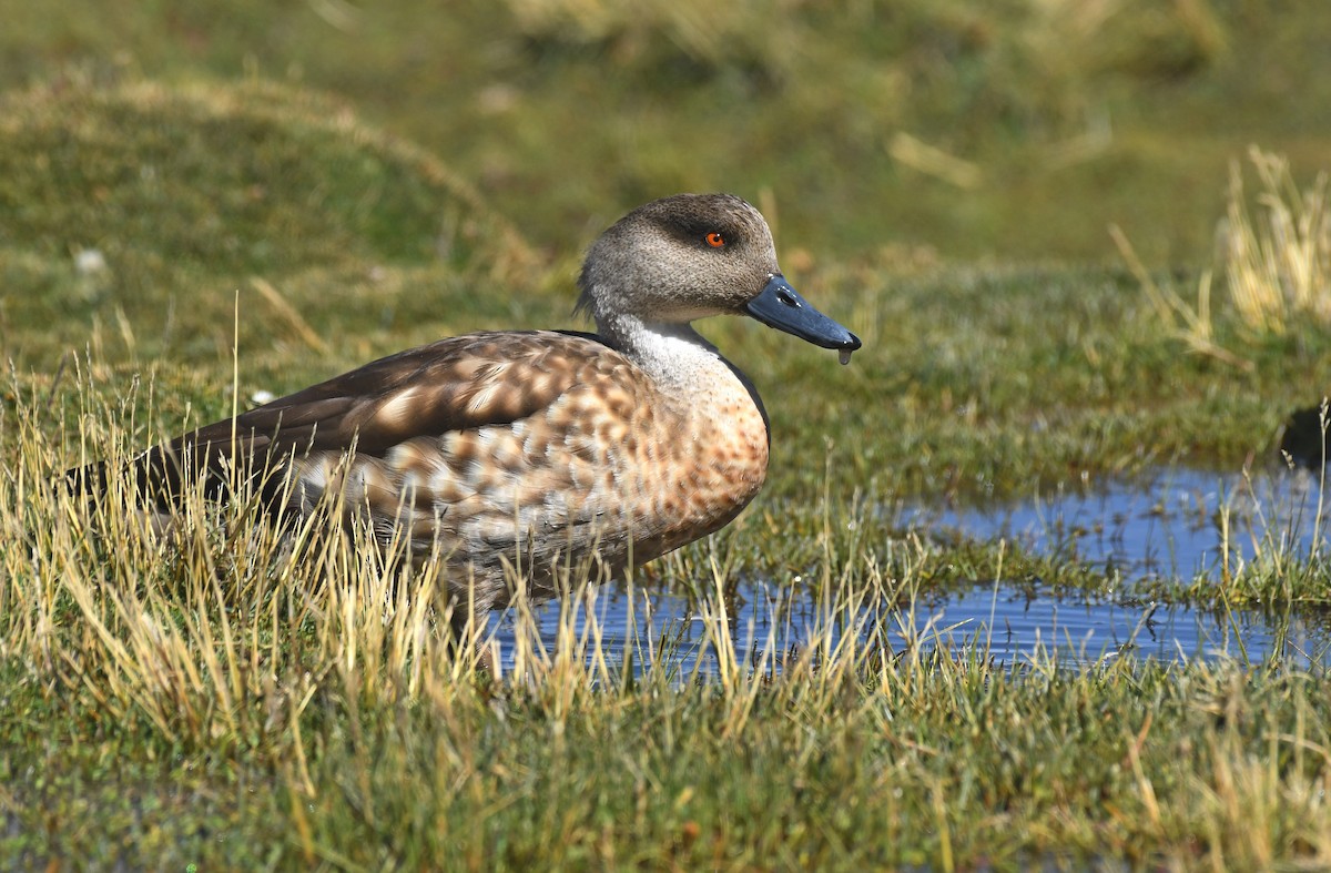 Crested Duck - ML158977371