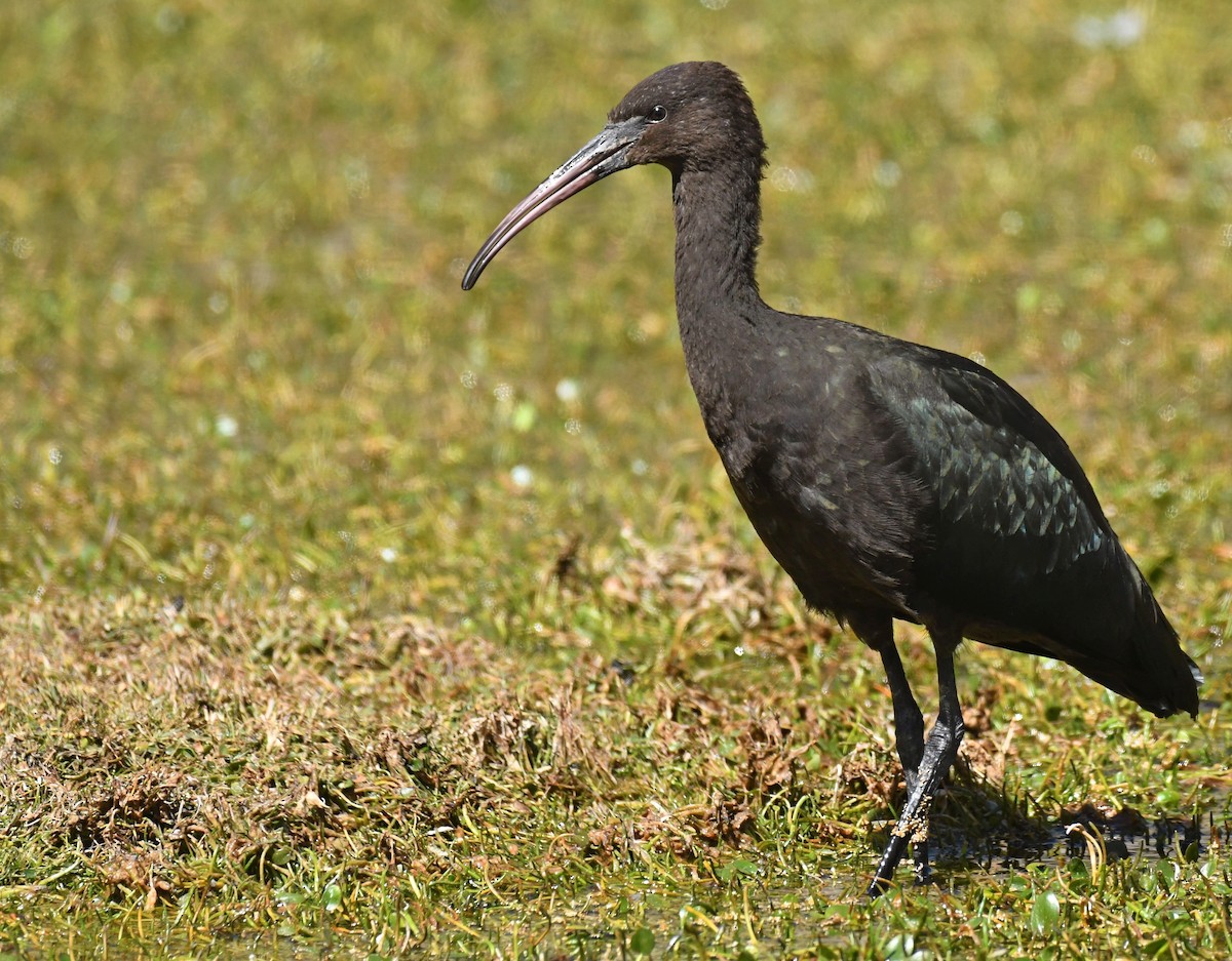 ibis andský - ML158977691