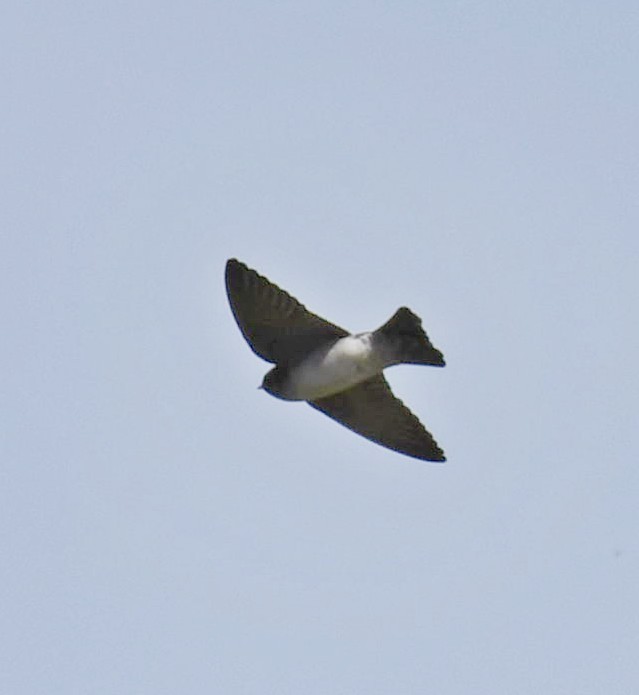 Andean Swallow - ML158977891