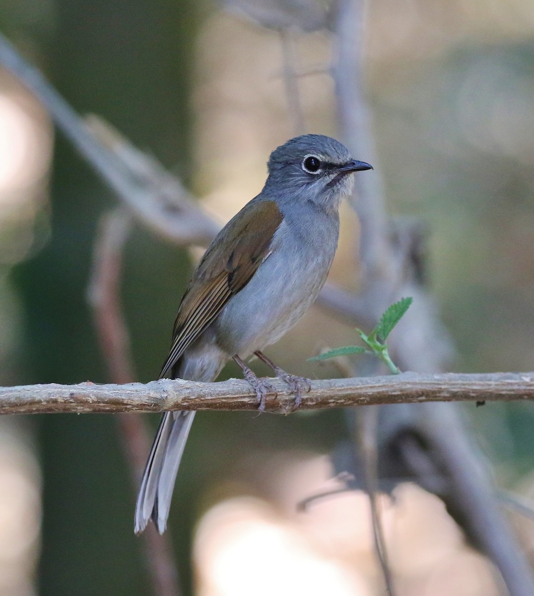 Brown-backed Solitaire - Tom Benson