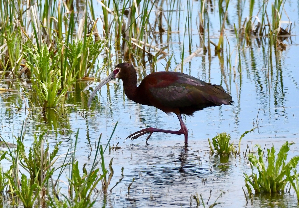 ibis americký - ML158979711
