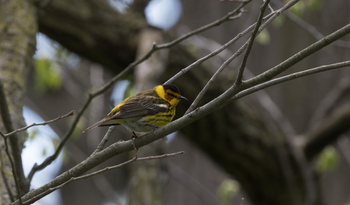 Cape May Warbler - Richard and Marie  Ary