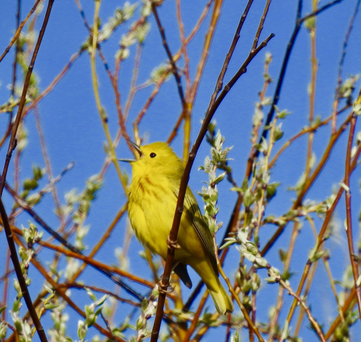 Yellow Warbler - ML158988841