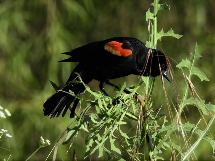 Red-winged Blackbird - ML158989711