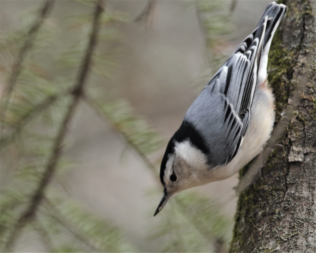White-breasted Nuthatch - Heather Pickard