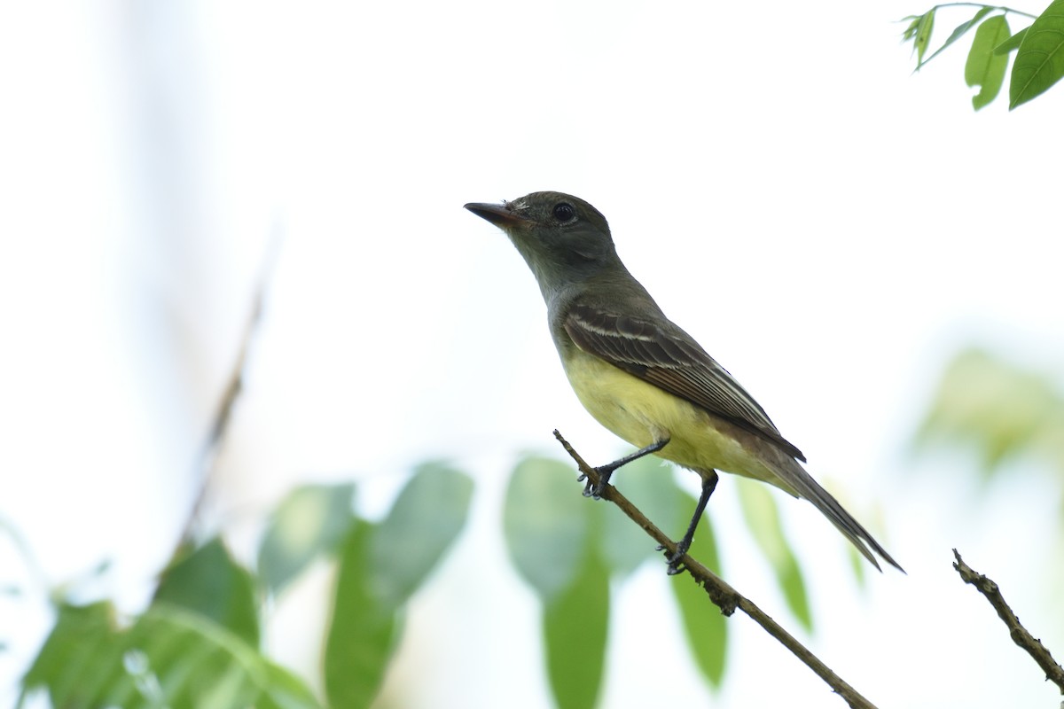 Great Crested Flycatcher - ML158991311