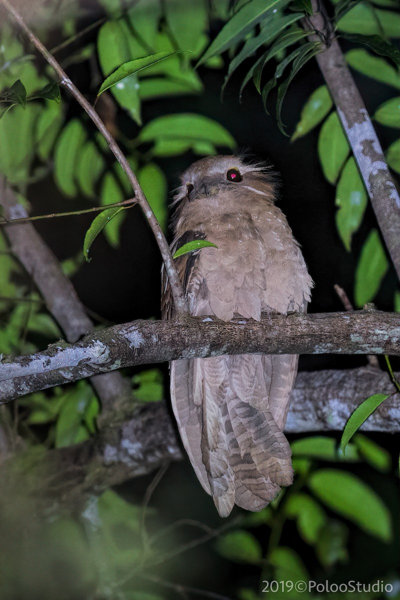 Large Frogmouth - ML158994391