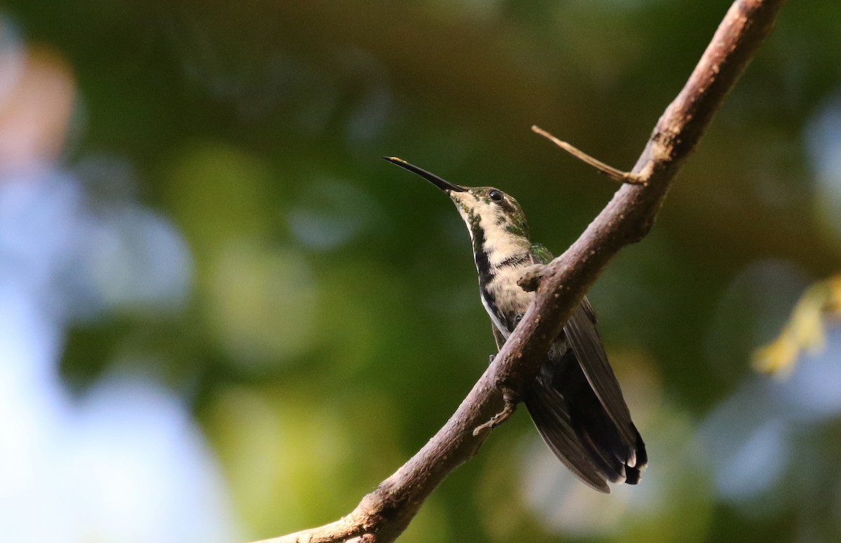kolibřík hispaniolský - ML158994501