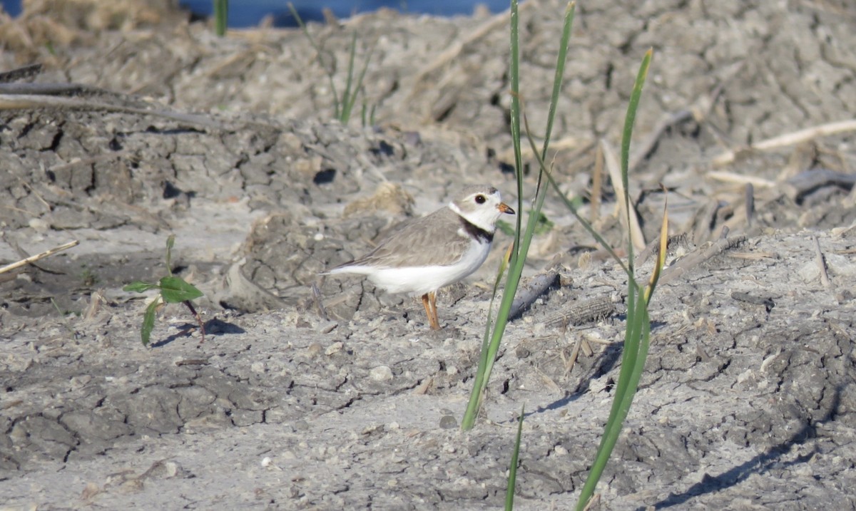 Piping Plover - Kathy McDowell