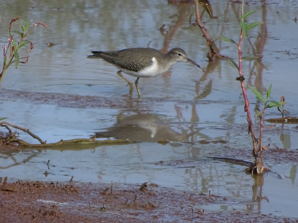 Spotted Sandpiper - Terry Pollock