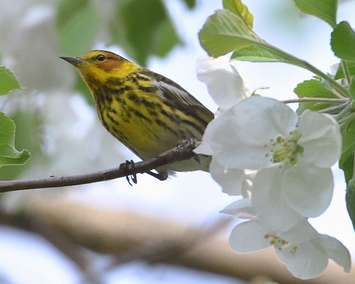 Cape May Warbler - Brian Hicks