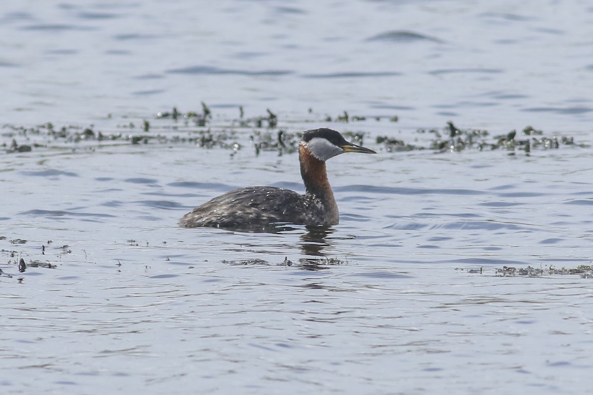 Red-necked Grebe - Charmaine Anderson