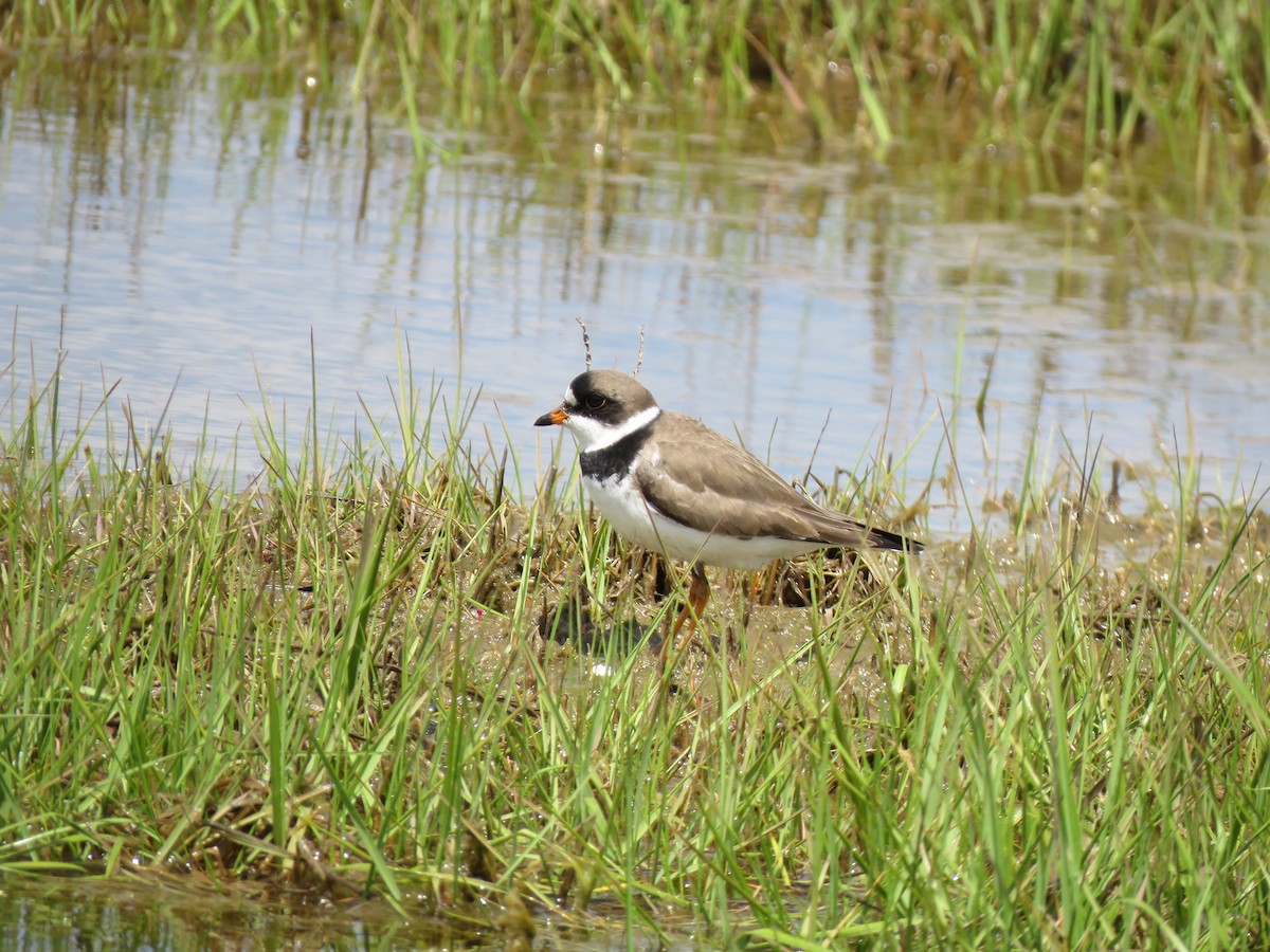 Semipalmated Plover - ML158997601