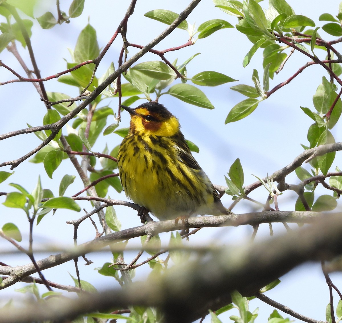 Cape May Warbler - ML158999081