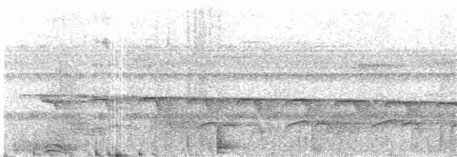 Мурав’янка-куцохвіст велика - ML159000551