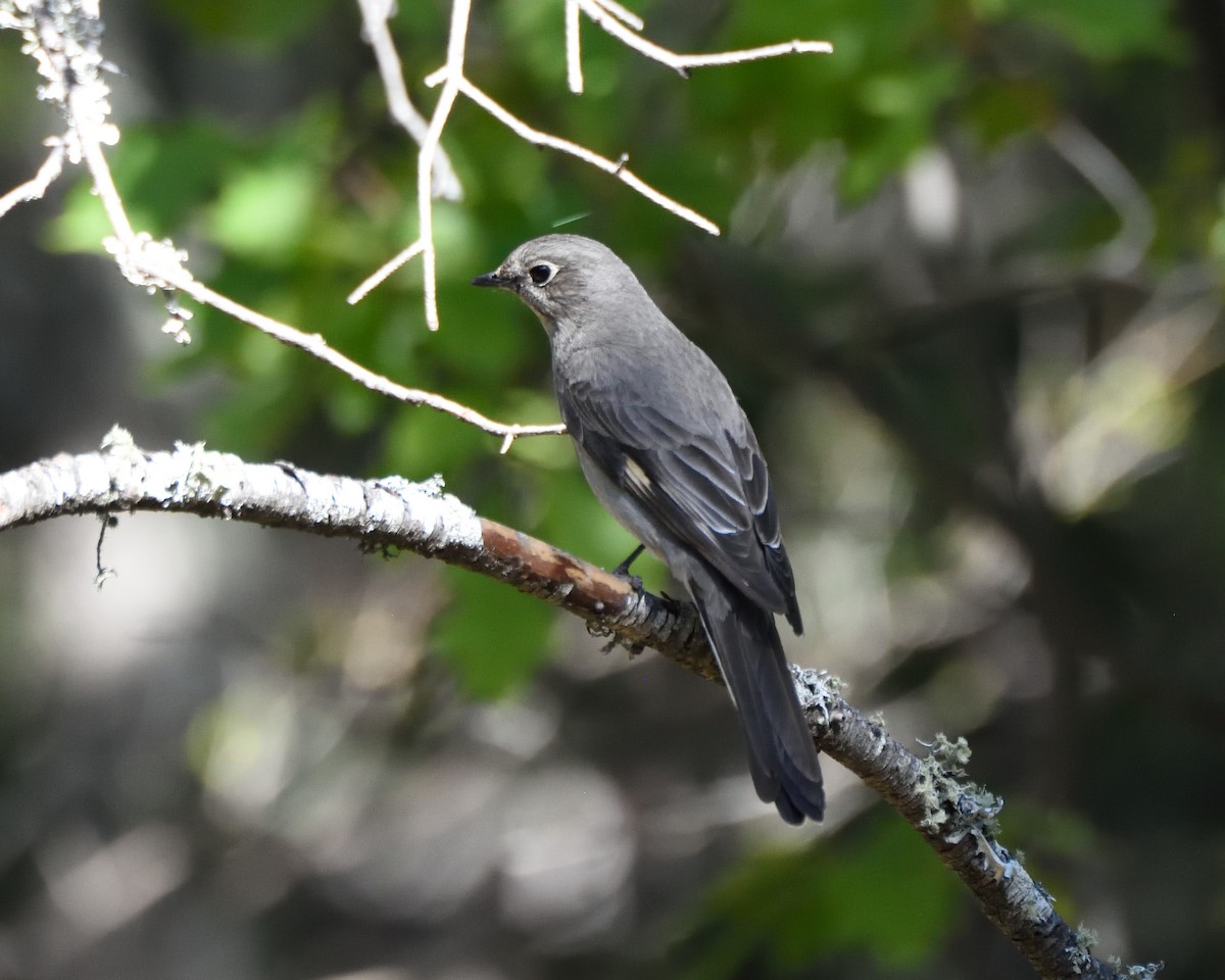 Townsend's Solitaire - Max Wilson