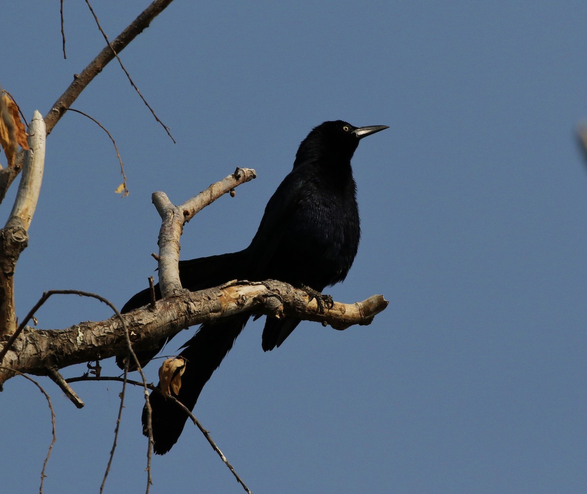 Great-tailed Grackle - Tom Benson
