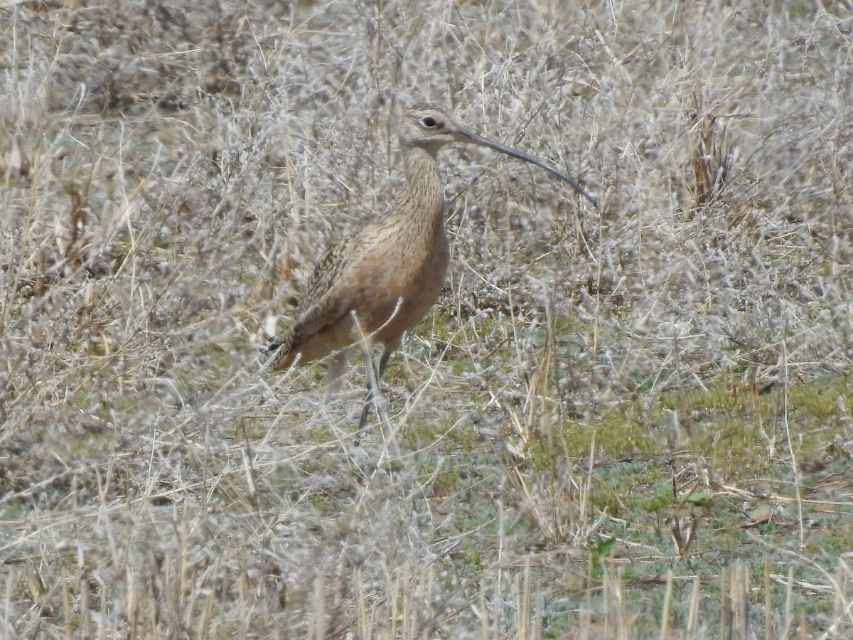 Long-billed Curlew - ML159003431