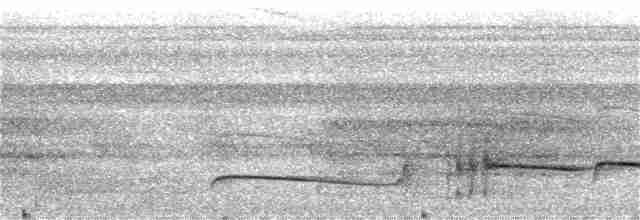 Dusky-tailed Flatbill - ML159005631