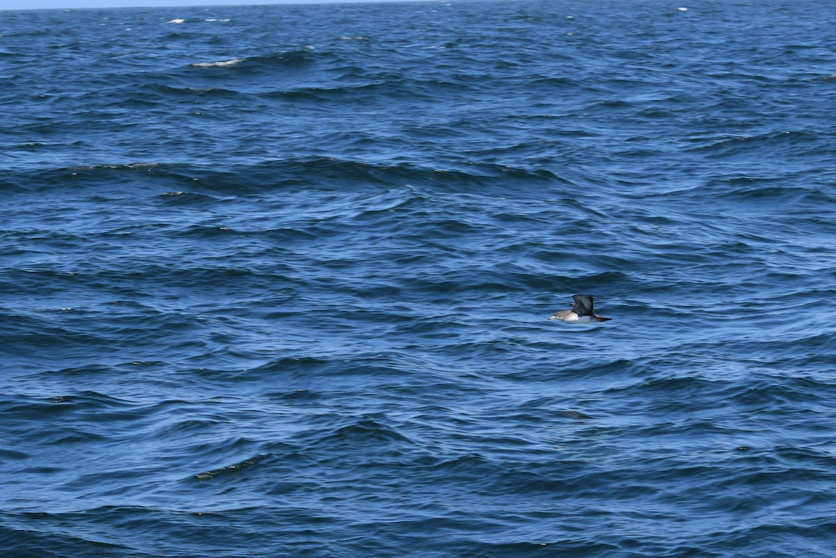 Pink-footed Shearwater - ML159006811