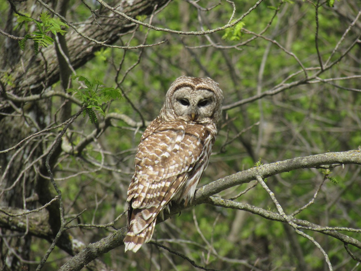 Barred Owl - ML159008351